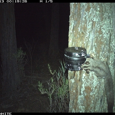 Petaurus norfolcensis (Squirrel Glider) at Crowther, NSW - 13 Apr 2025 by Frecko