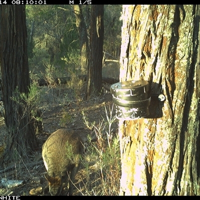 Wallabia bicolor (Swamp Wallaby) at Crowther, NSW - 14 Apr 2025 by Frecko