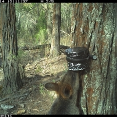 Wallabia bicolor (Swamp Wallaby) at Crowther, NSW - 14 Apr 2025 by Frecko