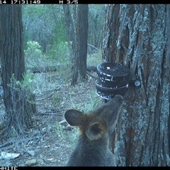 Wallabia bicolor (Swamp Wallaby) at Crowther, NSW - 14 Apr 2025 by Frecko
