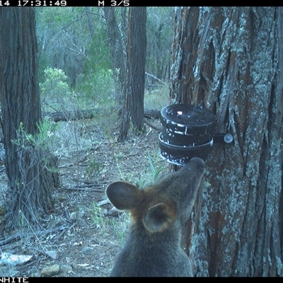 Wallabia bicolor (Swamp Wallaby) at Crowther, NSW - 14 Apr 2025 by Frecko