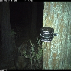 Wallabia bicolor (Swamp Wallaby) at Crowther, NSW - 16 Apr 2025 by Frecko