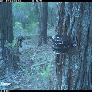 Wallabia bicolor (Swamp Wallaby) at Crowther, NSW - 16 Apr 2025 by Frecko