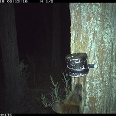 Wallabia bicolor (Swamp Wallaby) at Crowther, NSW - 18 Apr 2025 by Frecko