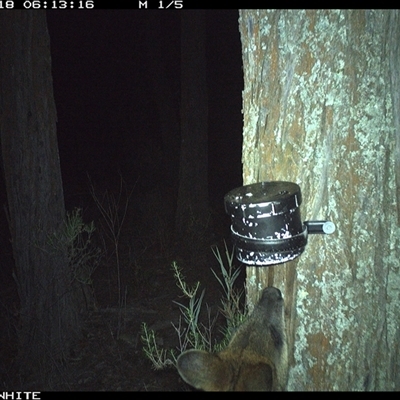 Wallabia bicolor (Swamp Wallaby) at Crowther, NSW - 18 Apr 2025 by Frecko
