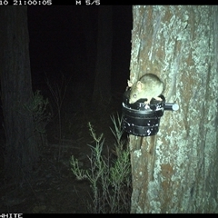Rattus rattus (Black Rat) at Crowther, NSW - 10 Apr 2025 by Frecko
