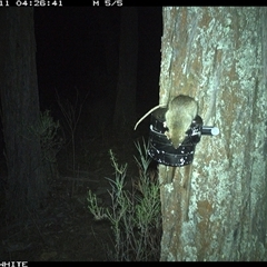 Rattus rattus (Black Rat) at Crowther, NSW - 11 Apr 2025 by Frecko