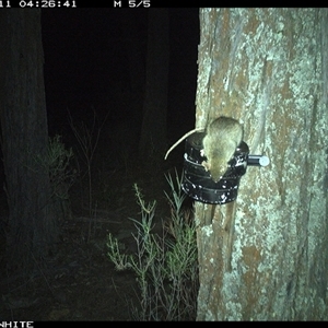 Rattus rattus (Black Rat) at Crowther, NSW - 11 Apr 2025 by Frecko