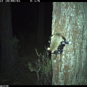 Rattus rattus (Black Rat) at Crowther, NSW - 12 Apr 2025 by Frecko
