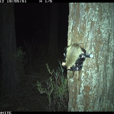 Rattus rattus (Black Rat) at Crowther, NSW - 12 Apr 2025 by Frecko