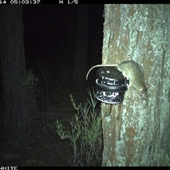 Rattus rattus (Black Rat) at Crowther, NSW - 14 Apr 2025 by Frecko