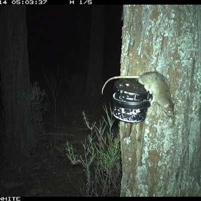 Rattus rattus (Black Rat) at Crowther, NSW - 14 Apr 2025 by Frecko