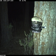 Rattus rattus (Black Rat) at Crowther, NSW - 15 Apr 2025 by Frecko