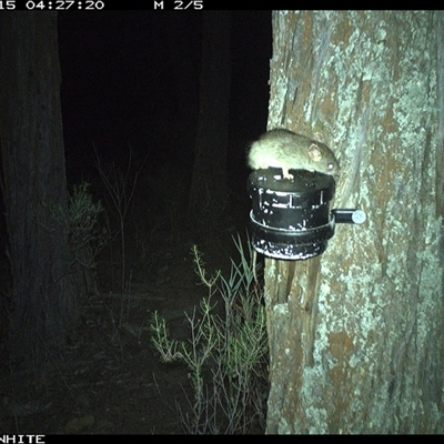 Rattus rattus (Black Rat) at Crowther, NSW - 15 Apr 2025 by Frecko
