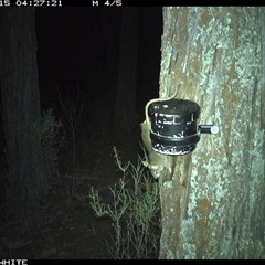 Rattus rattus at Crowther, NSW - 15 Apr 2025 04:27 AM