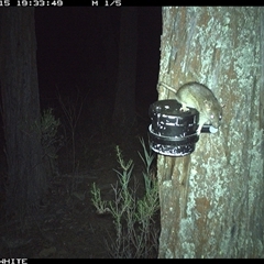 Rattus rattus (Black Rat) at Crowther, NSW - 15 Apr 2025 by Frecko