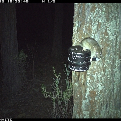 Rattus rattus (Black Rat) at Crowther, NSW - 15 Apr 2025 by Frecko
