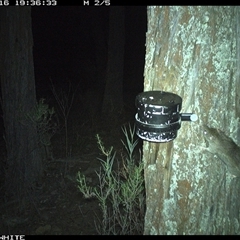 Rattus rattus (Black Rat) at Crowther, NSW - 16 Apr 2025 by Frecko