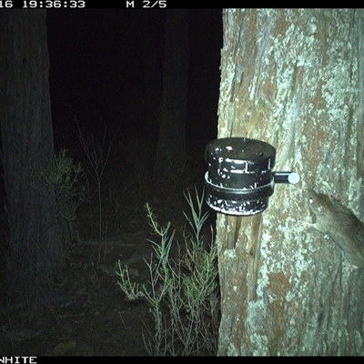 Rattus rattus (Black Rat) at Crowther, NSW - 16 Apr 2025 by Frecko