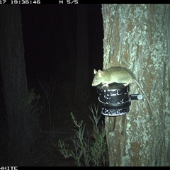 Rattus rattus (Black Rat) at Crowther, NSW - 17 Apr 2025 by Frecko