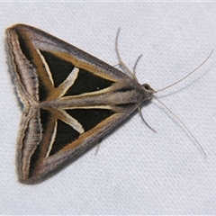Trigonodes hyppasia (Triangle Owlet) at Abergowrie, QLD - 20 Oct 2008 by PJH123