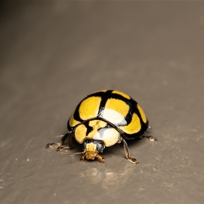Harmonia testudinaria (Tortoise-shelled ladybird) at Acton, ACT - Yesterday by Roger