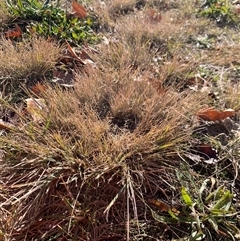 Eragrostis curvula (African Lovegrass) at Gordon, ACT - Today by jklem621