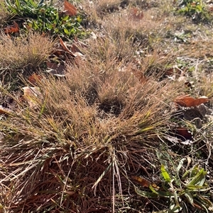 Eragrostis curvula (African Lovegrass) at Gordon, ACT - 27 Jun 2025 by jklem621