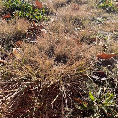 Eragrostis curvula (African Lovegrass) at Gordon, ACT - Today by jklem621