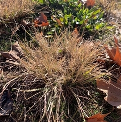 Eragrostis curvula at Gordon, ACT - 27 Jun 2025 10:39 AM