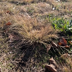 Eragrostis curvula at Gordon, ACT - 27 Jun 2025 10:39 AM