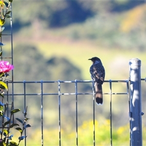 Anthochaera chrysoptera at Jamberoo, NSW - 26 Jun 2025 08:25 PM