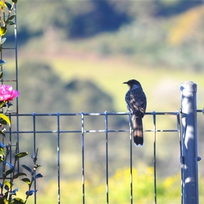 Anthochaera chrysoptera (Little Wattlebird) at Jamberoo, NSW - Yesterday by plants