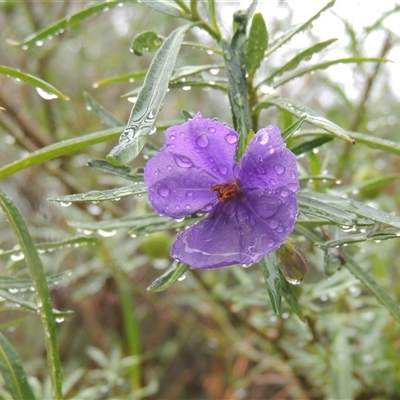 Solanum linearifolium (Kangaroo Apple) at Watson, ACT - 3 Dec 2024 by MichaelBedingfield