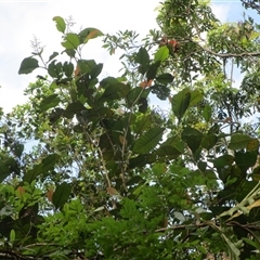 Quintinia quatrefagesii at Syndicate, QLD - 16 Jan 2024 by JasonPStewartNMsnc2016