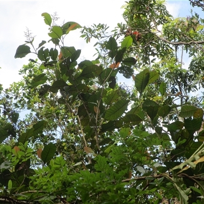 Quintinia quatrefagesii at Syndicate, QLD - 16 Jan 2024 by JasonPStewartNMsnc2016