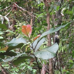 Quintinia quatrefagesii at Syndicate, QLD - 16 Jan 2024 09:38 AM
