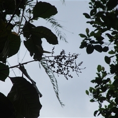 Quintinia quatrefagesii at Syndicate, QLD - 16 Jan 2024 09:38 AM