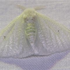 Arctornis (genus) at Abergowrie, QLD - 20 Oct 2008 by PJH123