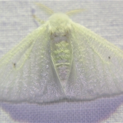 Arctornis (genus) at Abergowrie, QLD - 20 Oct 2008 08:21 PM