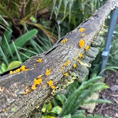 Dacryopinax spathularia (Dacryopinax spathularia) at Milsons Point, NSW - 17 May 2025 by Choyster