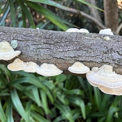 Unverified Fungus at Milsons Point, NSW - 17 May 2025 by Choyster
