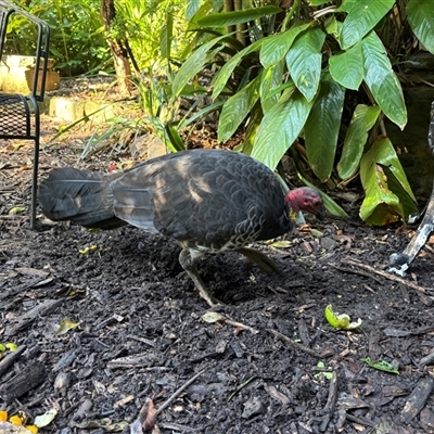 Alectura lathami (Australian Brush-turkey) at Lavender Bay, NSW - 17 May 2025 by Choyster