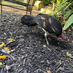 Alectura lathami at Lavender Bay, NSW - 17 May 2025 11:16 AM