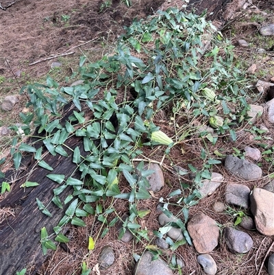 Araujia sericifera (Moth Plant) at Wallaroo, NSW - 24 Jun 2025 by Ange