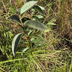 Rhodomyrtus psidioides (native guava) at Caparra, NSW - 19 Jun 2025 by maznee