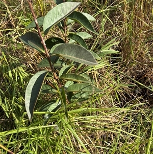 Rhodomyrtus psidioides (native guava) at Caparra, NSW - 19 Jun 2025 by maznee