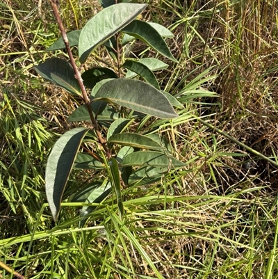 Rhodomyrtus psidioides (native guava) at Caparra, NSW - 19 Jun 2025 by maznee