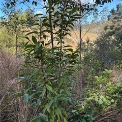 Rhodomyrtus psidioides (native guava) at Caparra, NSW - Yesterday by maznee