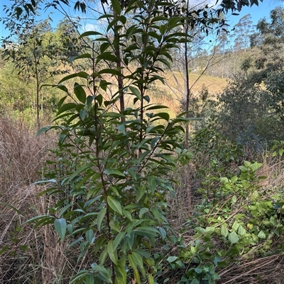 Rhodomyrtus psidioides (native guava) at Caparra, NSW - Yesterday by maznee